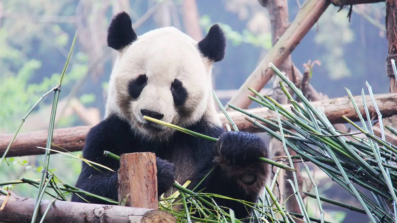 A giant panda eating bamboo at the Chengdu panda base
